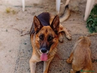 Altre razze cani siria - Annuncio 22