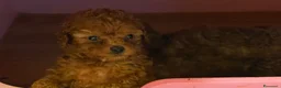 Barboncino Toy cani in vendita: Cuccioli barbone toy - Annuncio 3
