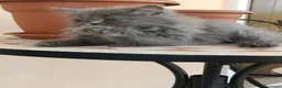 Persiano gatti in vendita: Matisse  - Annuncio 4