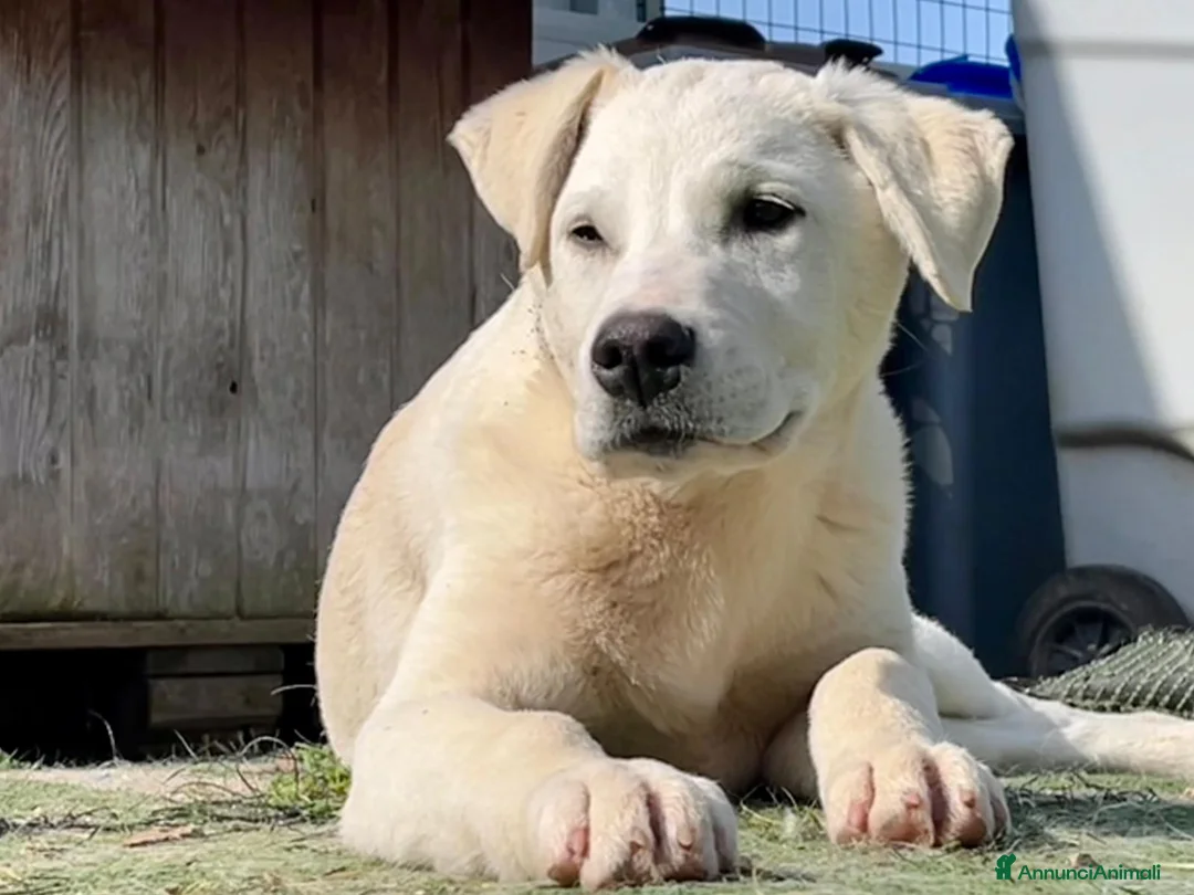 Meticcio cani in regalo: Cucciolo Simpaticissimo  - Annuncio 2