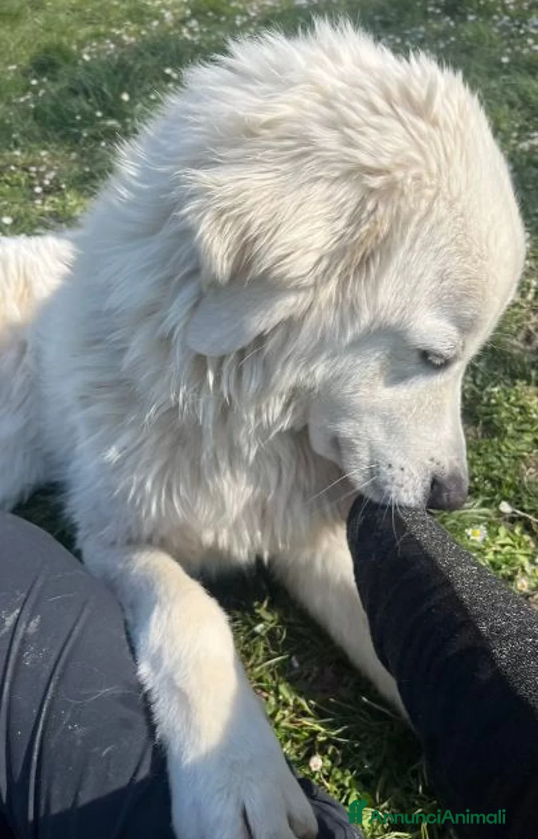 Pastore Maremmano cani in regalo: JERRY un maremmano da coccole a Provincia di Padova - Annuncio 2