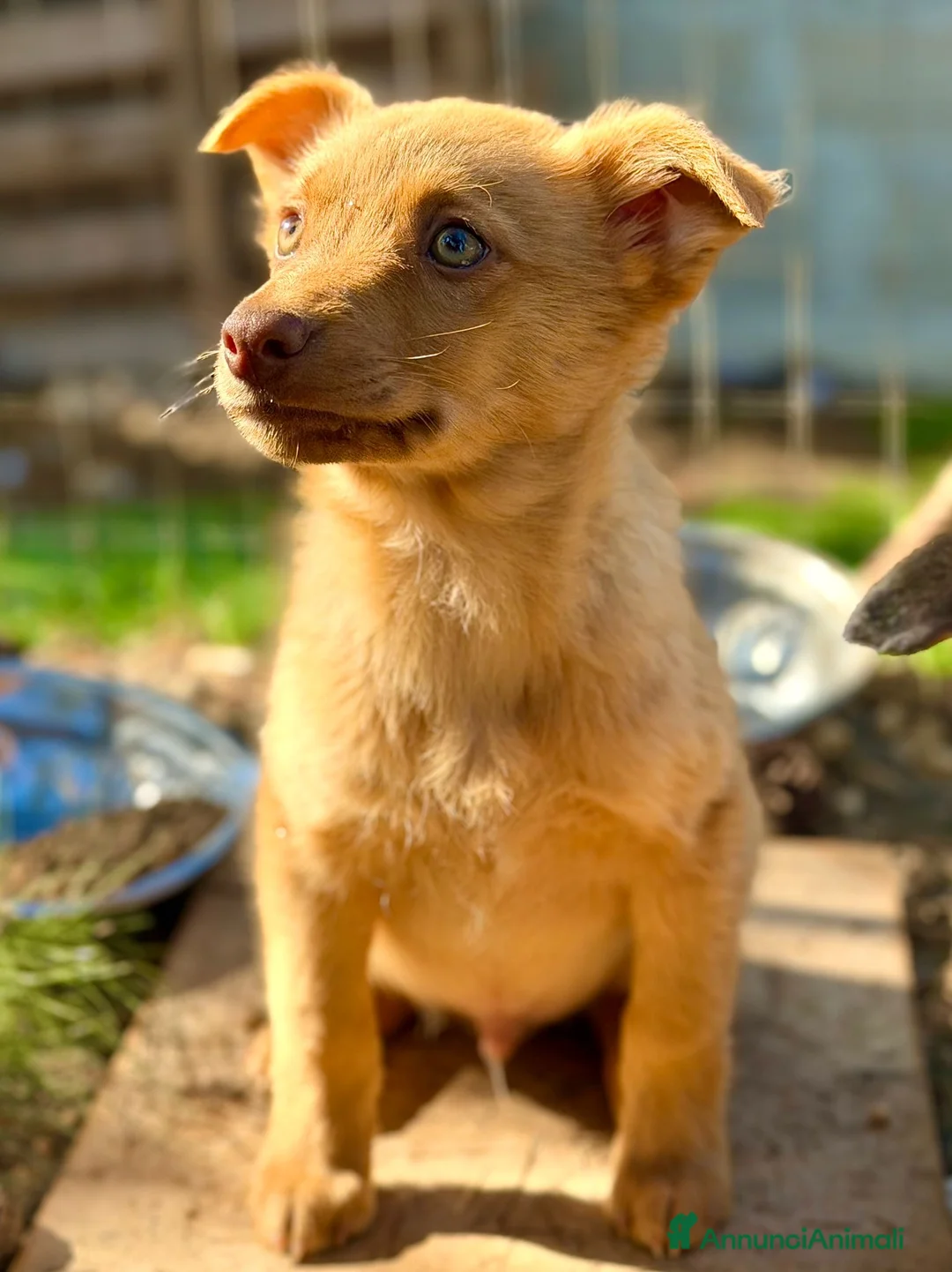 Meticcio cani in regalo: Maschi , taglia medio piccola. - Annuncio 2