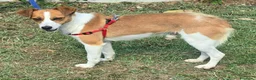 Meticcio cani in regalo: Pericle 2 anni Taglia piccola  a Provincia di Teramo - Annuncio 2