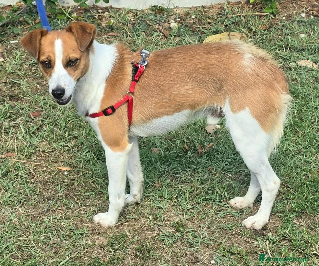 Meticcio cani in regalo: Pericle 2 anni Taglia piccola  a Provincia di Teramo - Annuncio 2