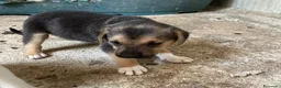 Meticcio cani in regalo: IL DOLCE TARZAN - Annuncio 2