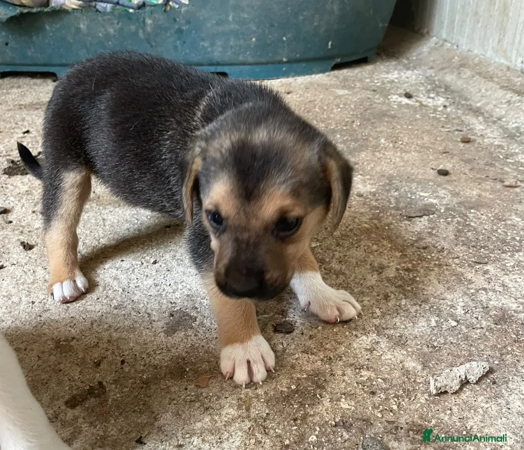 Meticcio cani in regalo: IL DOLCE TARZAN - Annuncio 2