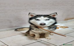 Husky cani in vendita: Cucciola e cucciolona siberian husky  a Città Metropolitana di Napoli - Immagine 6