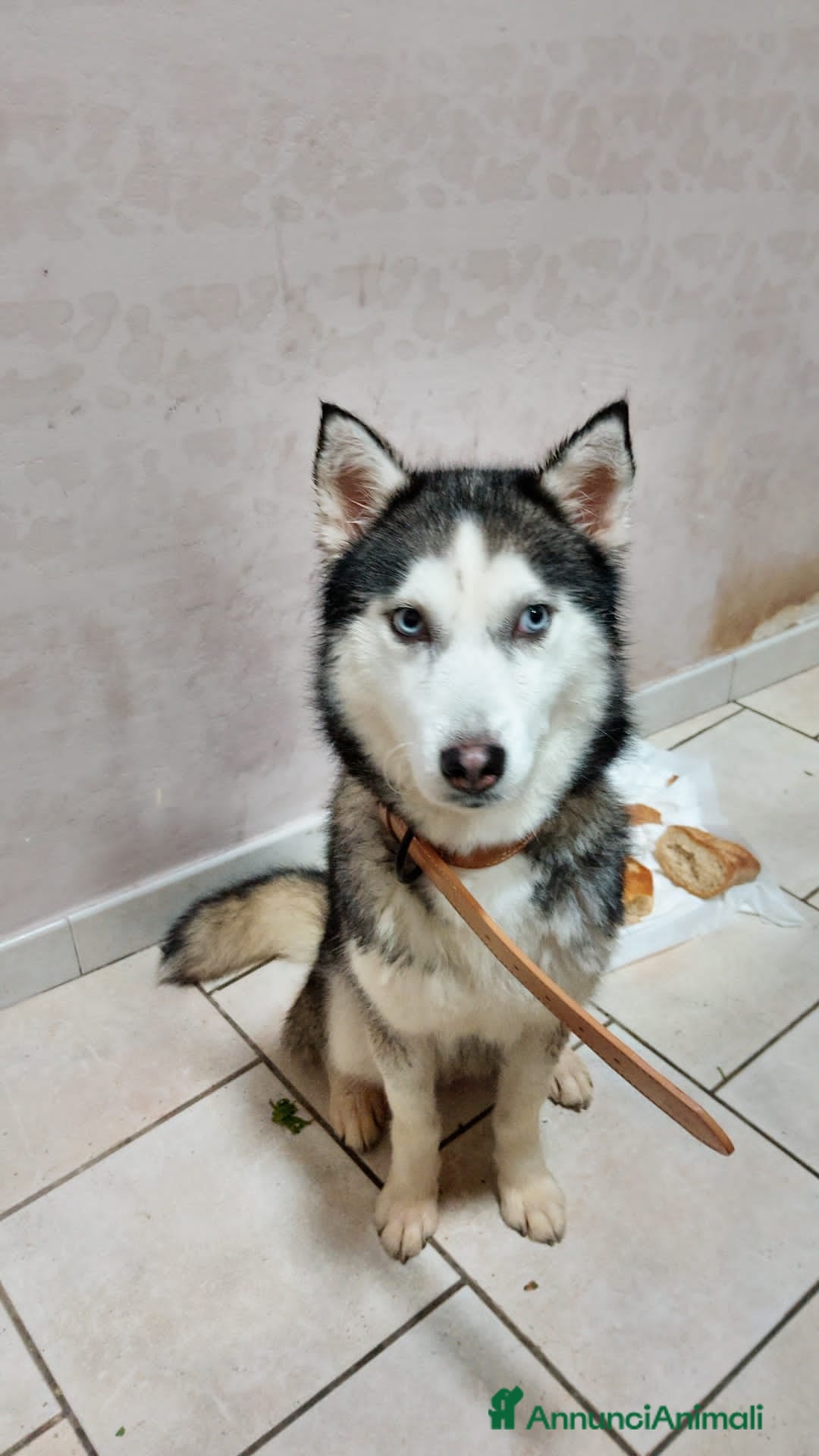 Husky cani in vendita: Cucciola e cucciolona siberian husky  a Città Metropolitana di Napoli - Immagine 6
