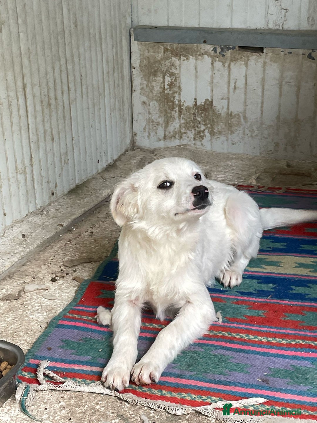 Meticcio cani in regalo: SOS PICCOLA CROSTATINA a Città metropolitana di Milano - Immagine 3