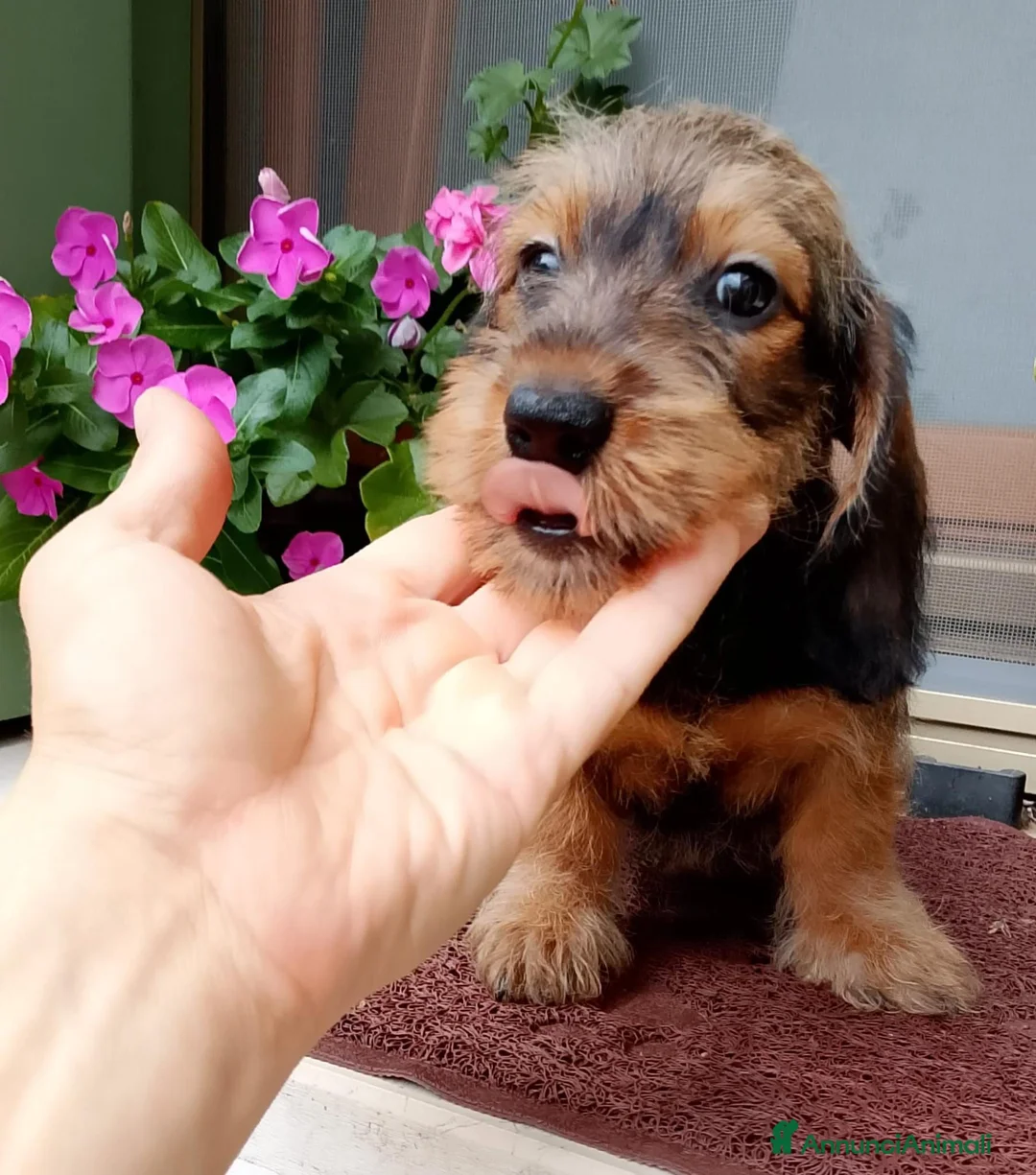 Bassotto cani in vendita: Bassotto pelo duro nano con pedigree  - Annuncio 2