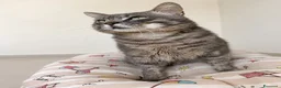 Certosino gatti in regalo: Incrocio certosino di un anno - Annuncio 4