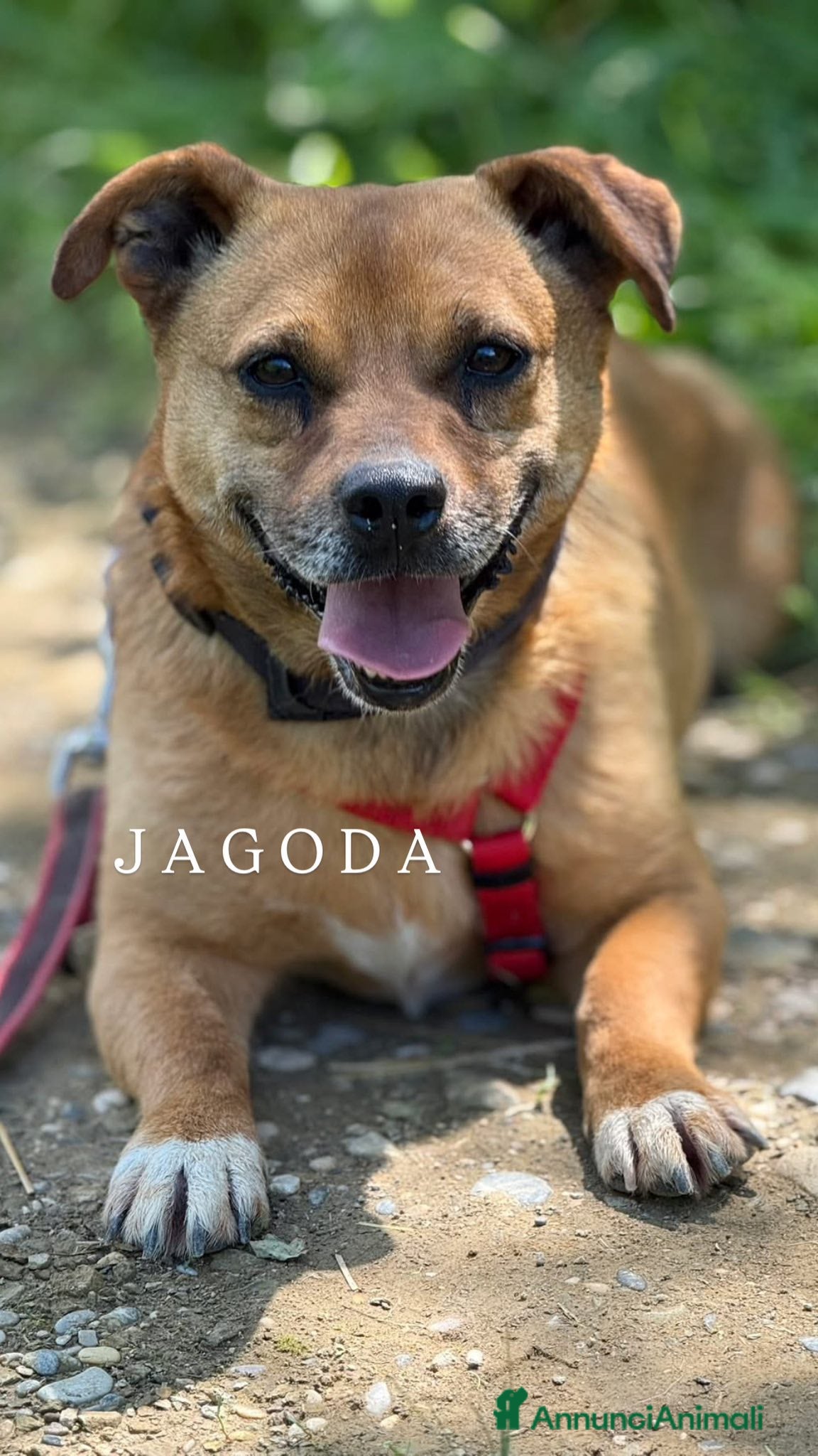 Meticcio cani JAGODA, scricciolina spaventata! Tg PICCOLA - Annuncio 2