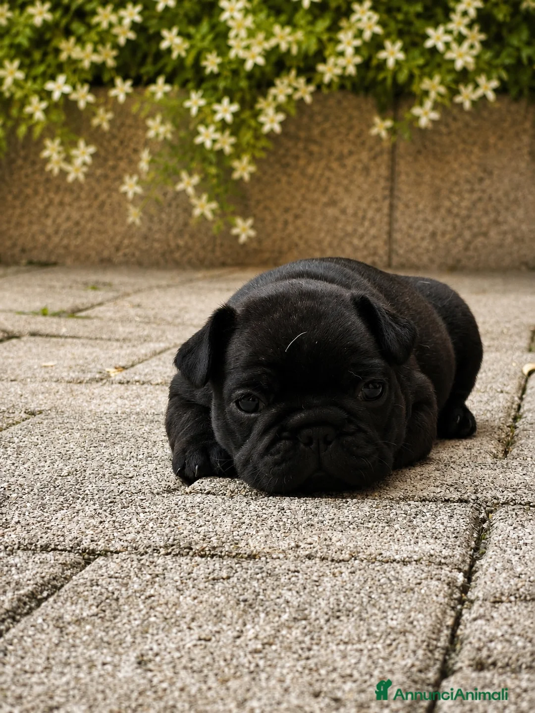 Bulldog Francese cani in vendita: FANTASTICI CUCCIOLI DI BOULEDOGUE FRANCESE! - Annuncio 2
