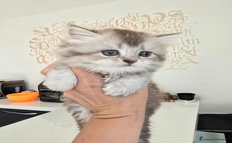 Scottish gatti a Provincia di Pavia - Annuncio 5