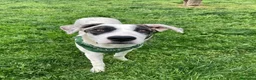 Meticcio cani in regalo: Giove  a Provincia di Lecco - Annuncio 5