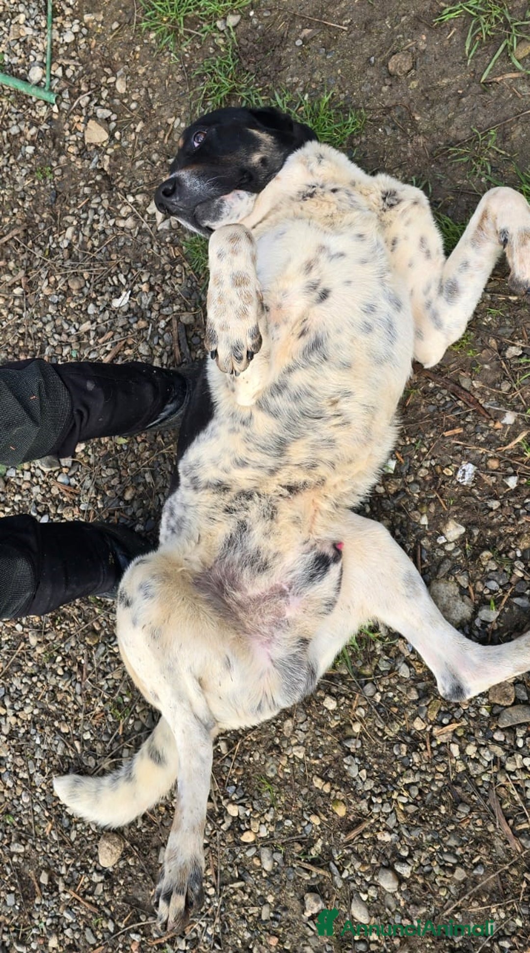 Meticcio cani in regalo: Oliver un carattere meraviglioso a Città Metropolitana di Milano - Annuncio 8