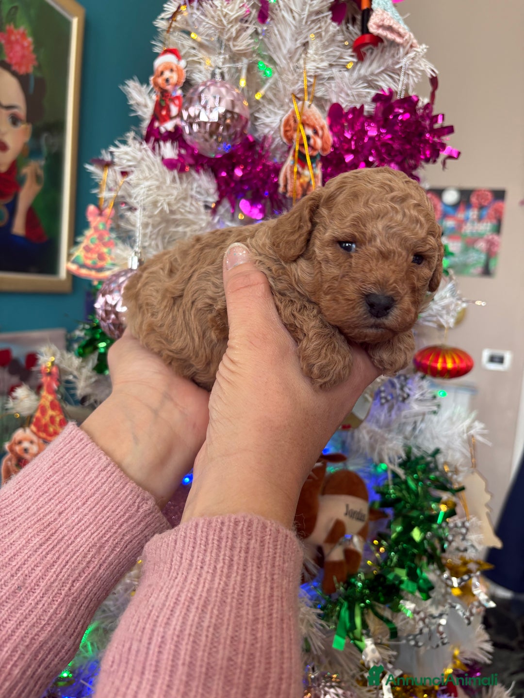 Barboncino Toy cani in vendita: Barboncino Toy  - Annuncio 6