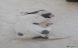 Border Collie cani in vendita: Cuccioli di Border Collie a Città metropolitana di Palermo - Immagine 3