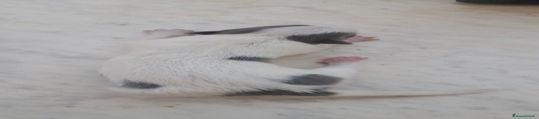 Border Collie Cucciolo 2