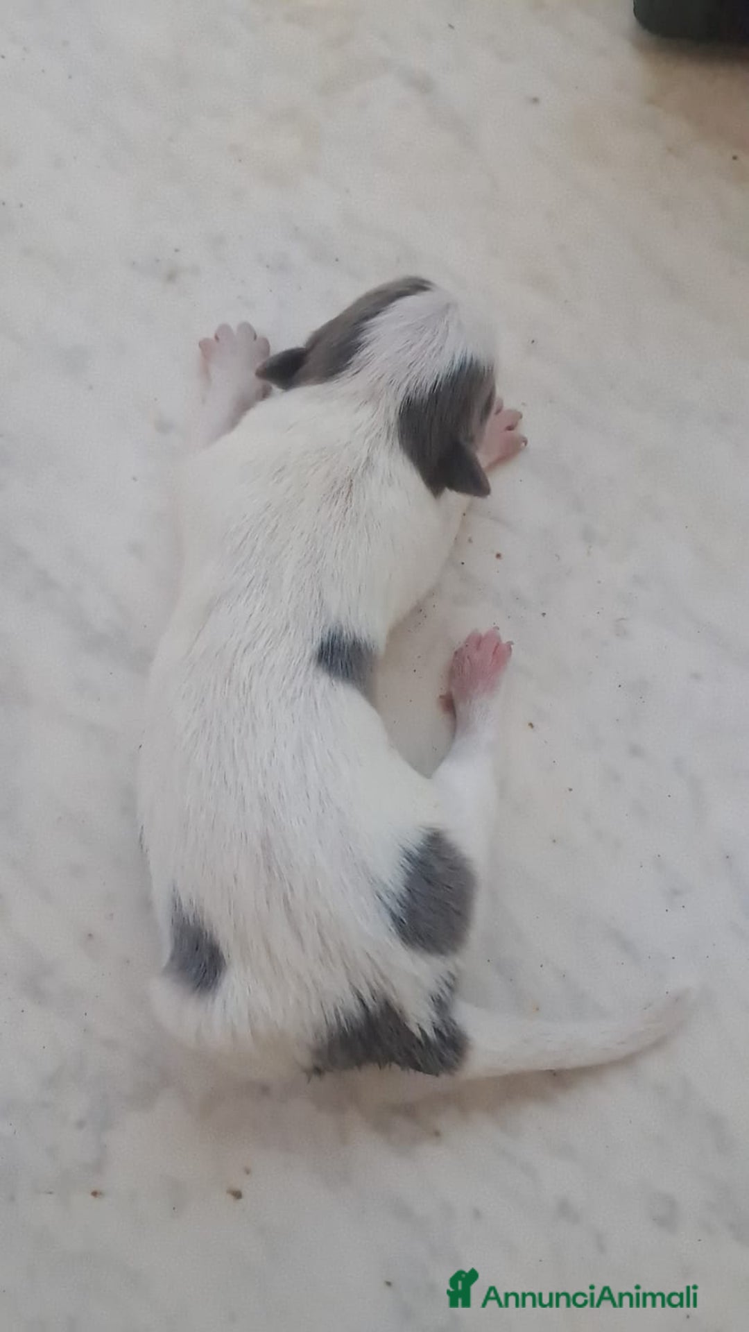 Border Collie cani in vendita: Cuccioli di Border Collie a Città metropolitana di Palermo - Immagine 3