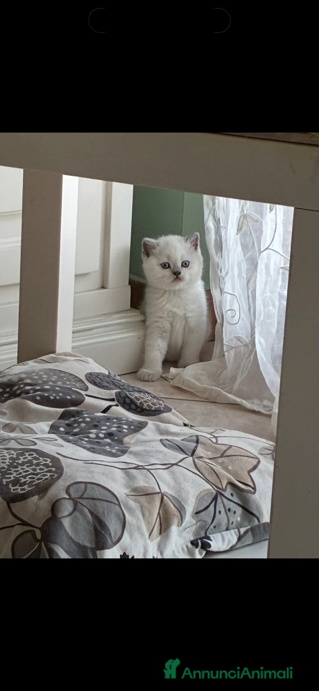 Scottish gatti in vendita: Scottish blue point - Annuncio 2