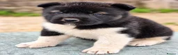 Akita Americano cani in vendita: Cuccioli Akita Americano  - Annuncio 10