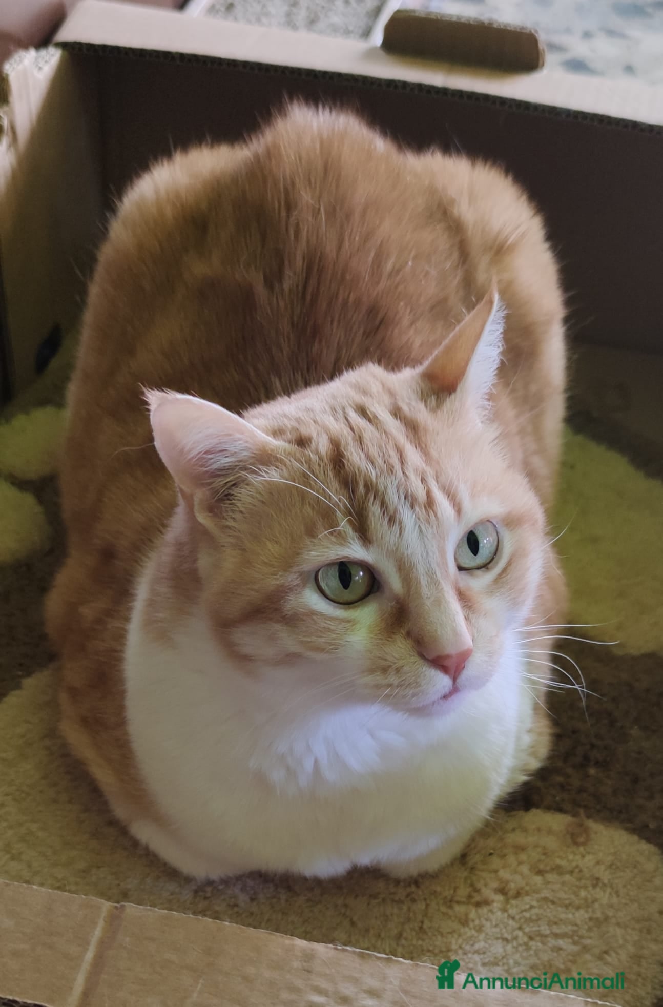 Meticcio gatti GATTINI ADORABILI E GATTI ADULTI - Annuncio 7