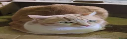 Meticcio gatti in regalo: GATTINI ADORABILI E GATTI ADULTI - Annuncio 1