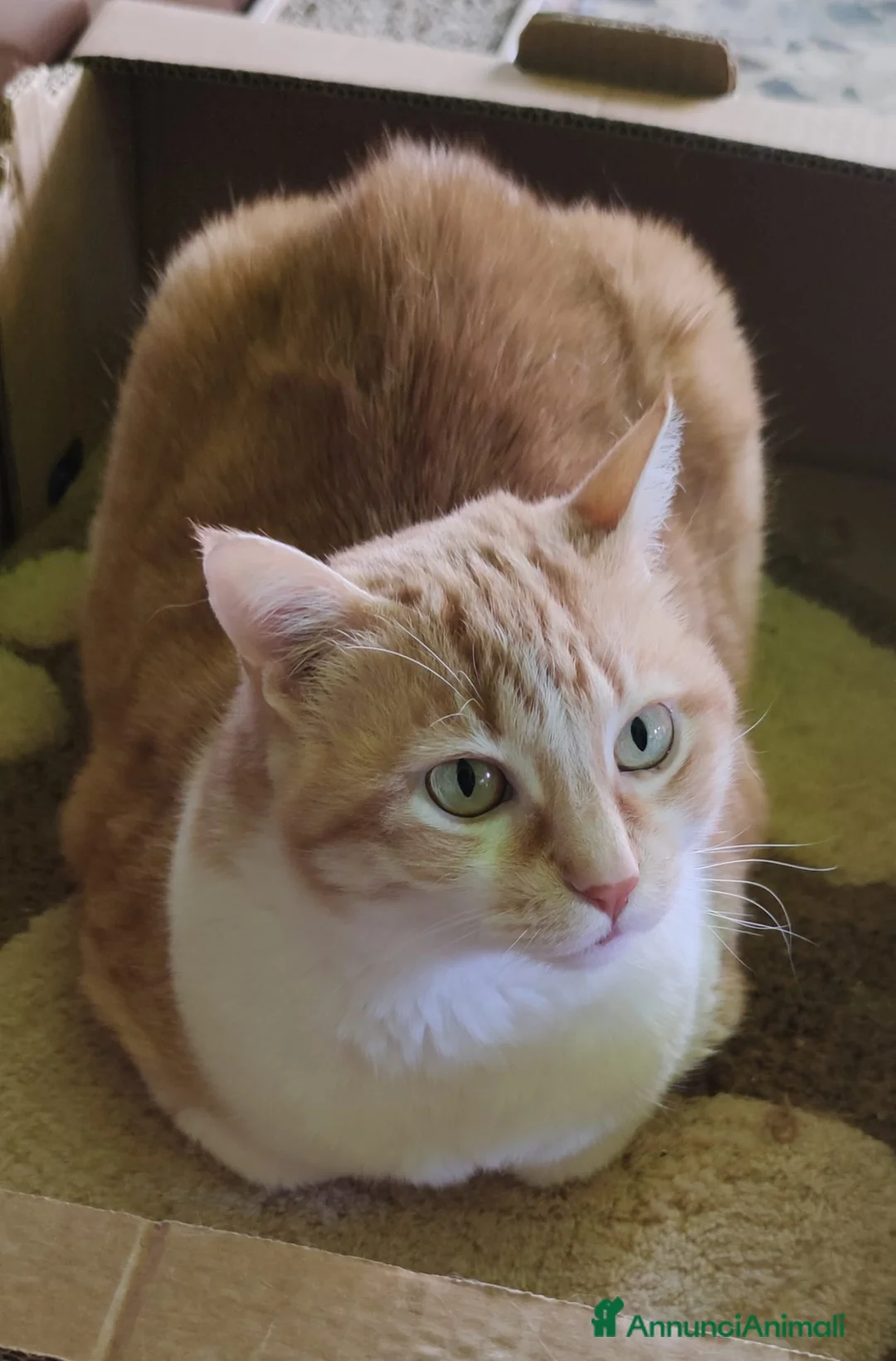 Meticcio gatti in regalo: GATTINI ADORABILI E GATTI ADULTI - Annuncio 1