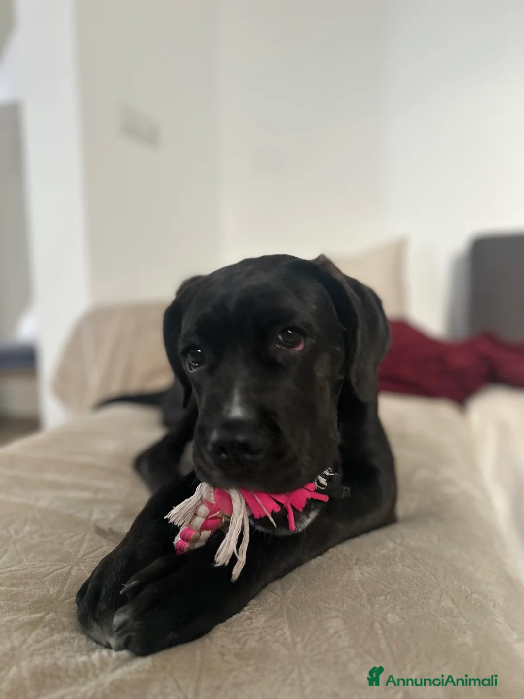 Cane Corso cani in regalo: Vendo bellissima cucciola di cane corso  - Annuncio 4