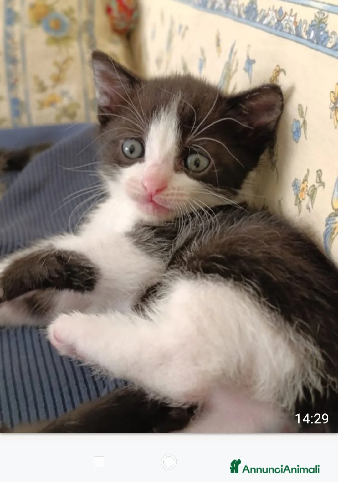 Meticcio gatti in regalo: Piccoli micetti cercano casa assieme - Annuncio 2