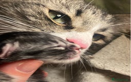 Norvegese gatti in vendita: cucciola norvegese delle foreste a Valle d'Aosta - Immagine 2