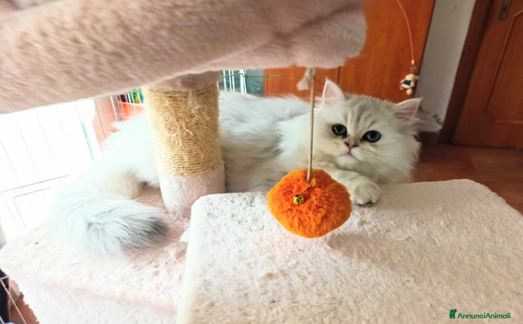 Persiano gatti - Annuncio 4