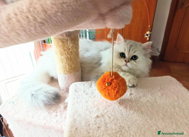Persiano gatti - Annuncio 1