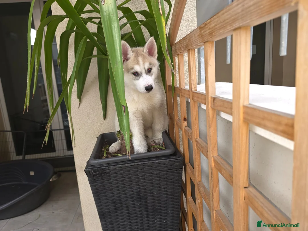 Husky cani in vendita: Husky - Annuncio 1