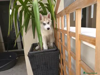 Husky cani Husky - Annuncio 12