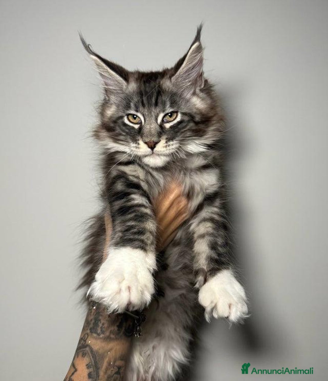 Maine Coon gatti in vendita: Dolcissimi e sani gattini pronti per una nuovacasa - Annuncio 8