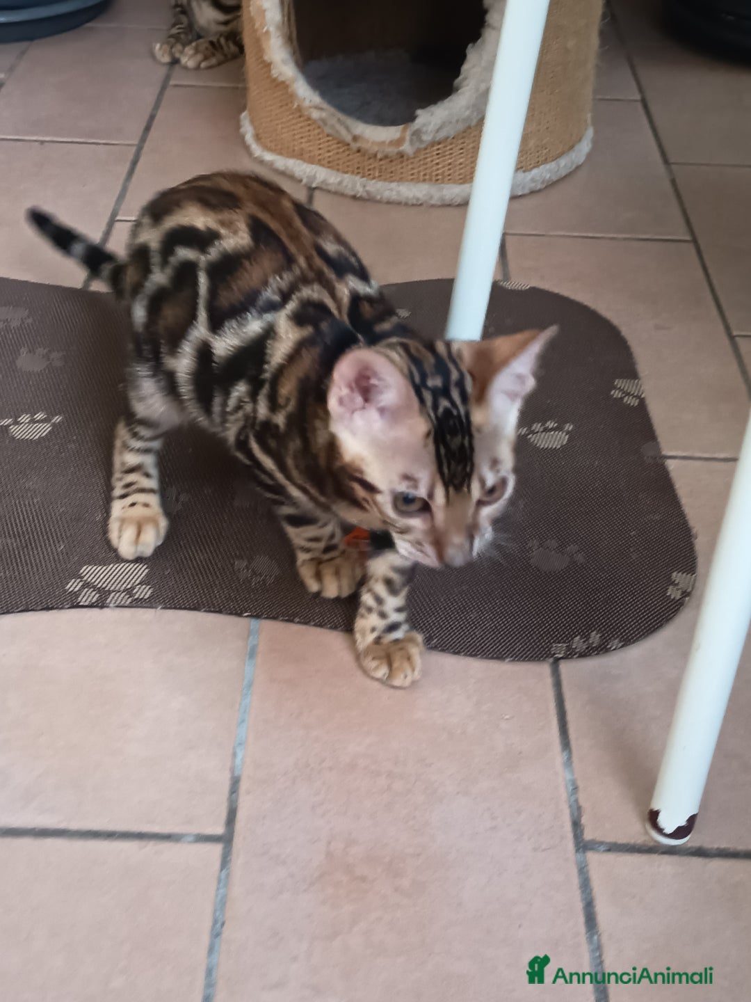Bengala gatti in vendita: Brown Spotted  a Città metropolitana di Milano - Immagine 3