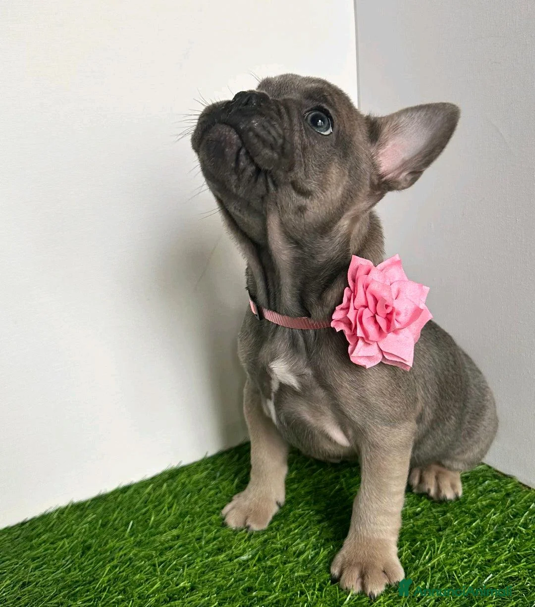 Bulldog Francese cani in vendita: Cuccioli di bulldog francese di 11 settimane a Città metropolitana di Roma Capitale - Annuncio 10