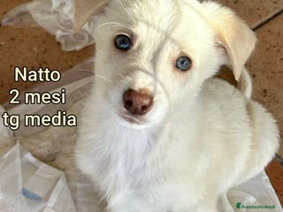 Meticcio cani TANTI CUCCIOLI SOLI! - Annuncio 30