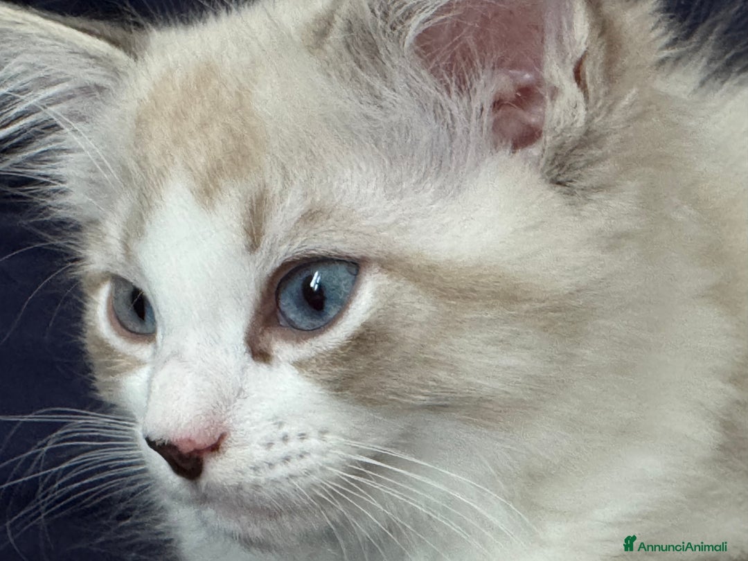Ragdoll gatti in vendita: Ragdoll cucciolo  a Provincia di Varese - Immagine 5