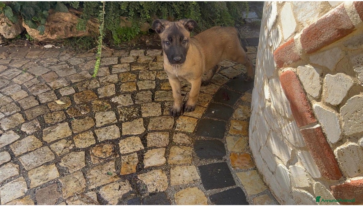 Pastore Belga cani Femmine Pastore Belga Malinois - Annuncio 2