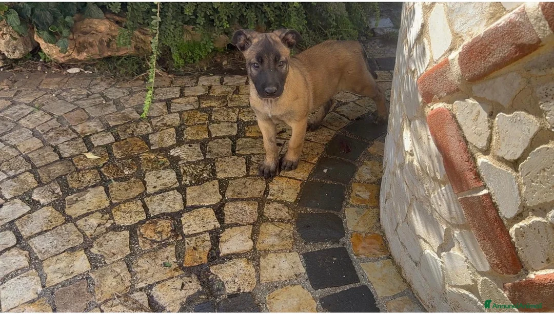 Pastore Belga cani in vendita: Femmine Pastore Belga Malinois - Annuncio 2