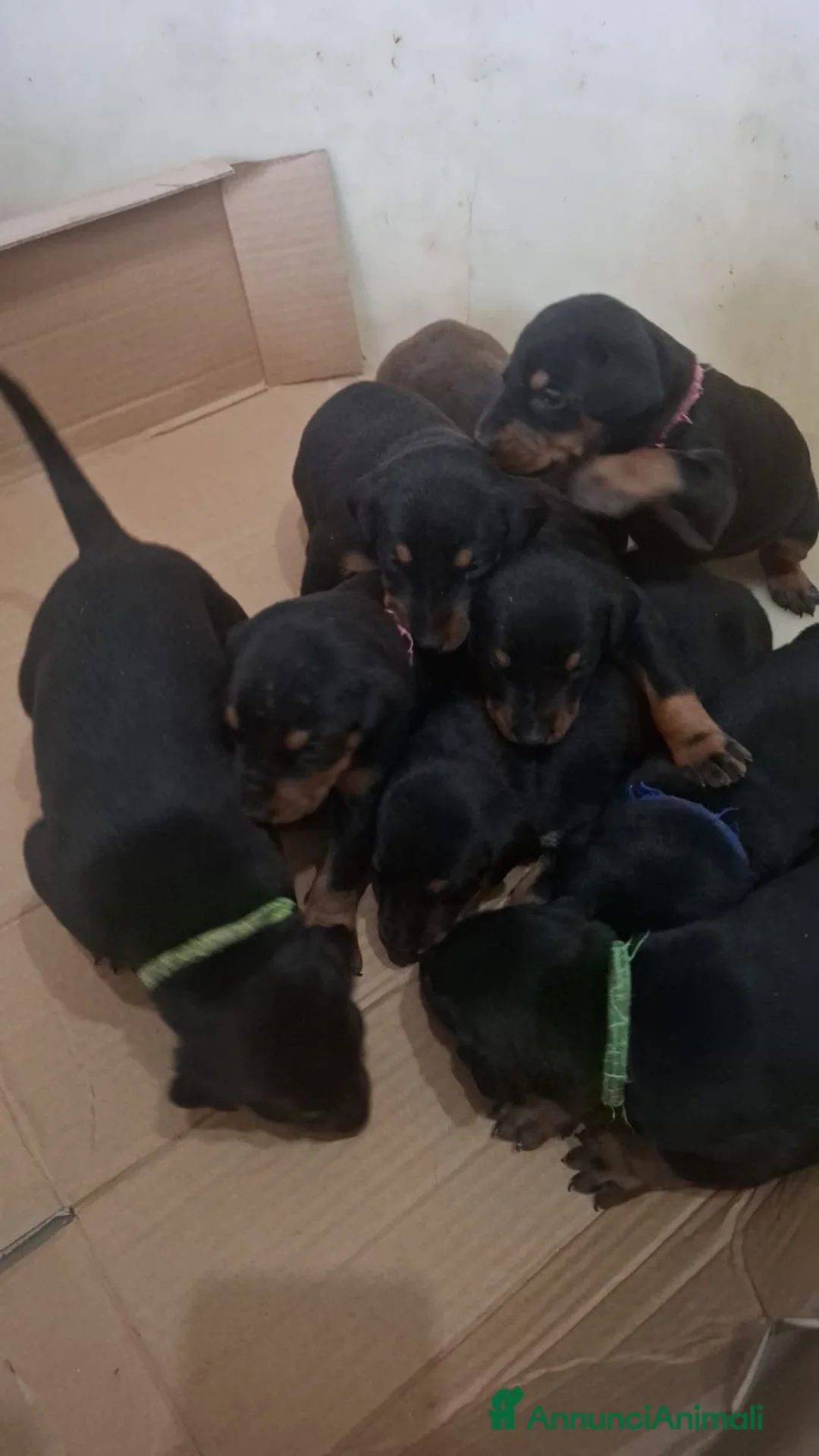Dobermann cani in vendita: Cuccioli di dobermann  - Annuncio 7