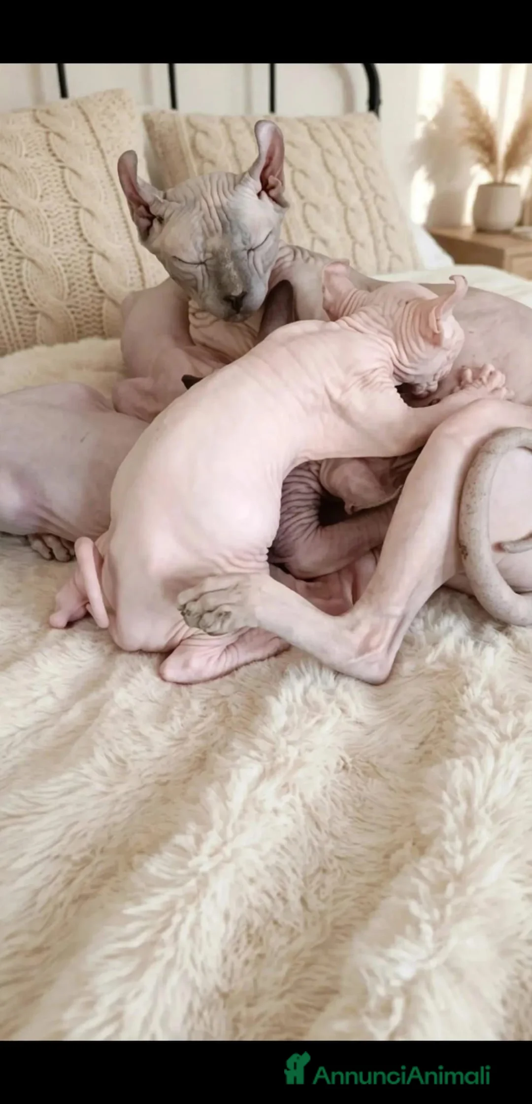 Sphynx gatti in vendita: Sphynx elf - Annuncio 2