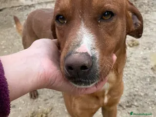 Meticcio cani TENERO CAGNOLINO CERCA CASA - Annuncio 3