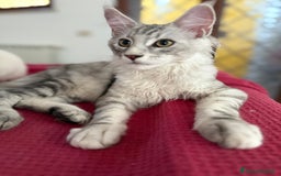 Maine Coon gatti in vendita: Gattini Maine coon disponibile da subito a Città metropolitana di Roma Capitale - Immagine 3