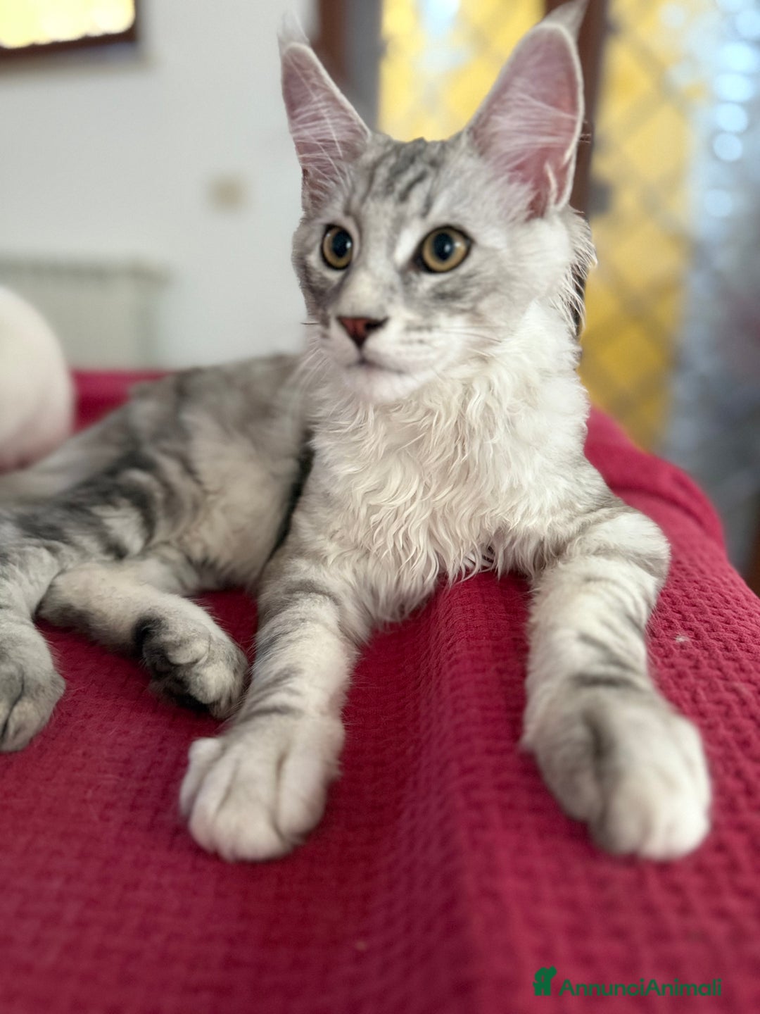 Maine Coon gatti in vendita: Gattini Maine coon disponibile da subito a Città metropolitana di Roma Capitale - Immagine 3