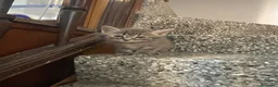 Meticcio gatti in vendita: Gattino carino  - Annuncio 7