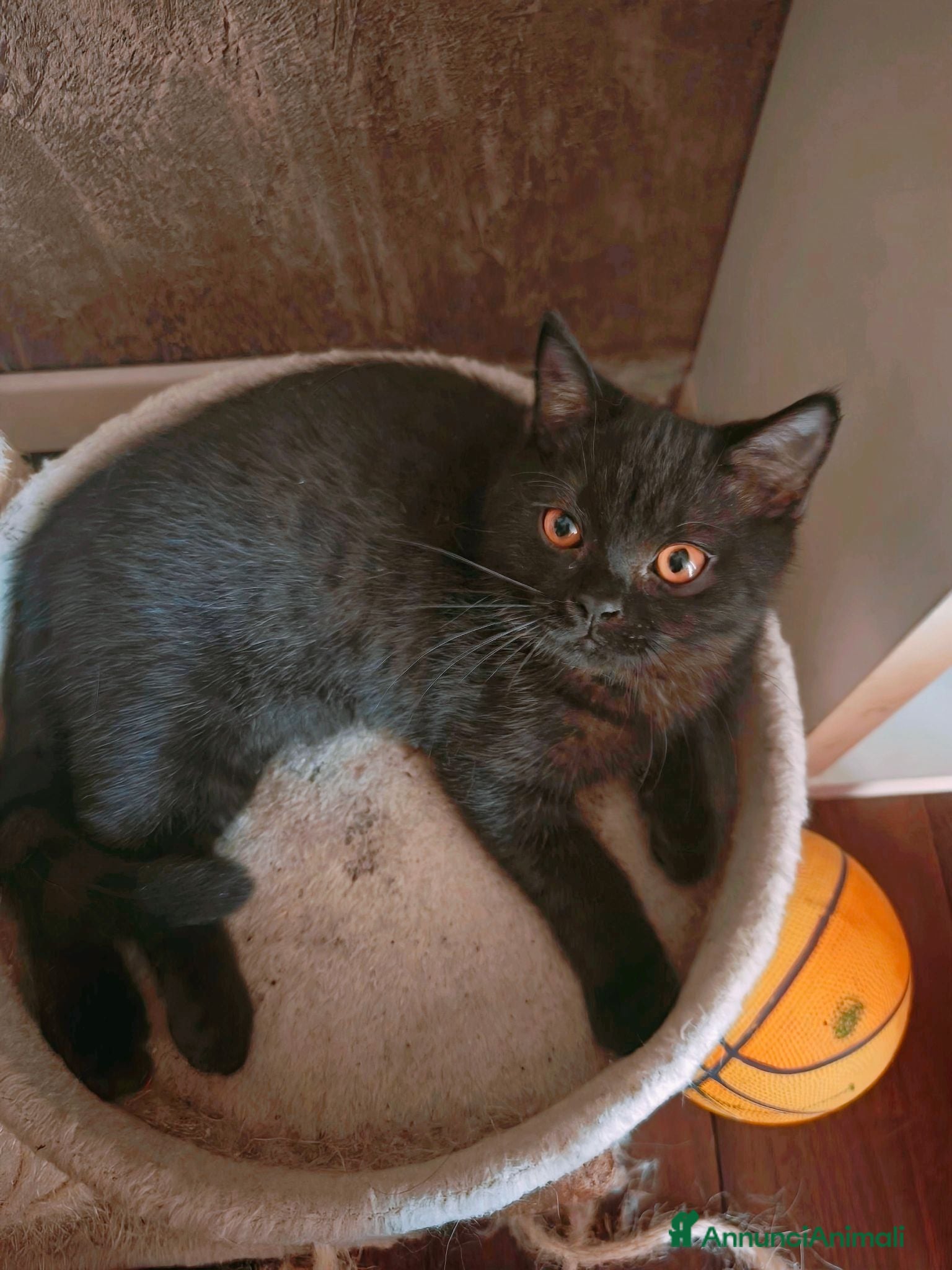 British gatti Cuccioli da genitori British Shorthair Neri - Annuncio 2
